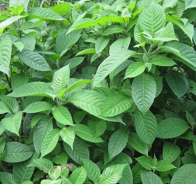 Giống Cây Chè Khổng Lồ – Chè Đại