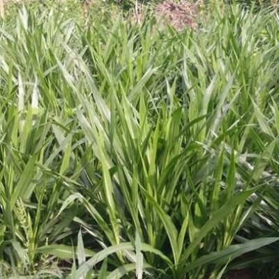 Giống Cỏ Voi Lùn – Cỏ Sữa Đài Loan