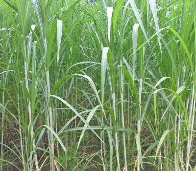 Cỏ Voi Xanh Đài Loan – Không Lông