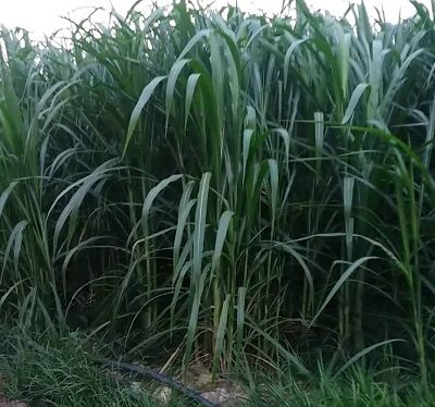 Cỏ Voi Xanh Thái Lan – Pakchong 1