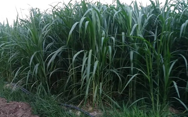 cỏ voi xanh thai lan