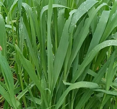 Giống Cỏ Yến Mạch – Chịu Lạnh Tốt