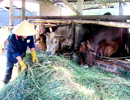 images862041_8_lai_bo Để bò không xuống sức, nhiều người phải cắt cỏ, mua cám bã “om” bò chờ ngày được giá bán.
