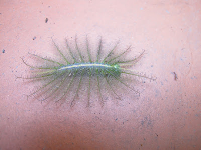 img-3064-1403415349-jpg-7960-1403459978_m_460x0