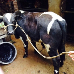 ky-thuat-chon-bo-giong ky-thuat-chon-bo-giong