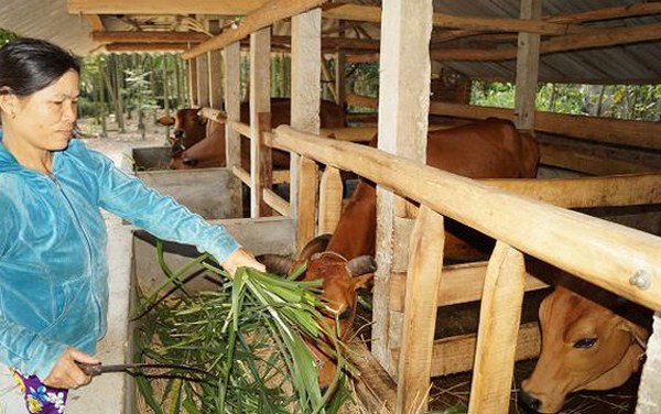 ky-thuat-nuoi-bo-01 Kỹ thuật nuôi bò