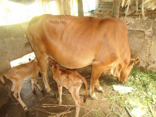 nuoi-bo-sinh-san-2-1 Kĩ thuật nuôi bò