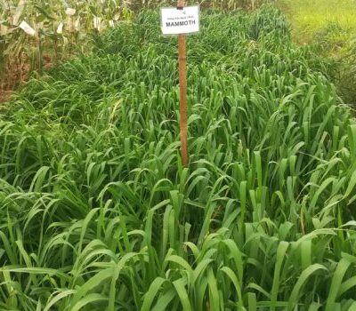 Giống Cỏ Yến Mạch – Chịu Lạnh Tốt