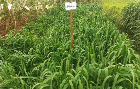 Giống Cỏ Yến Mạch – Chịu Lạnh Tốt